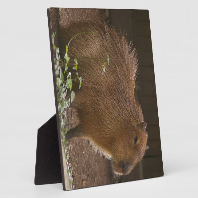 Capybara Plaque (Side)