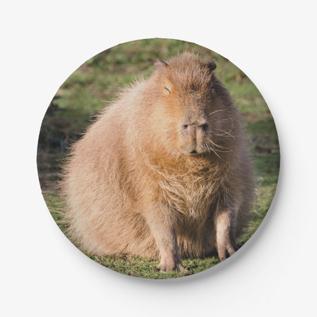 Capybara plate (Front)