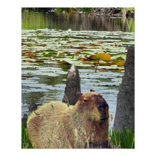 Capybara - Pneumatophores - Wildlife Poster
