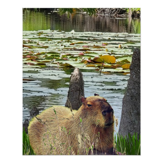 Capybara - Pneumatophores - Wildlife Poster (Front)