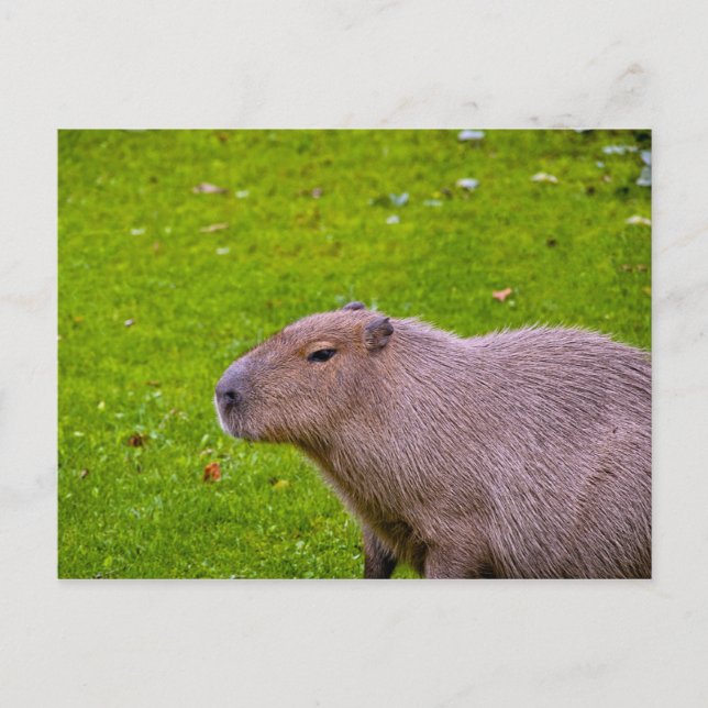 Capybara Postcard (Front)