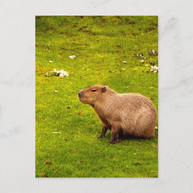 Capybara Postcard (Front)