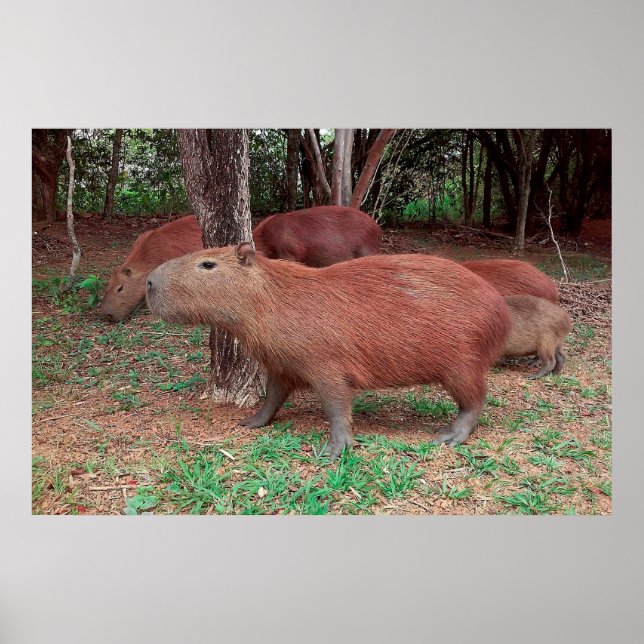 Capybara Poster (Front)