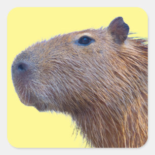 Capybara Square Sticker