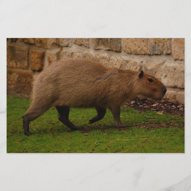 capybara stationery (Front)