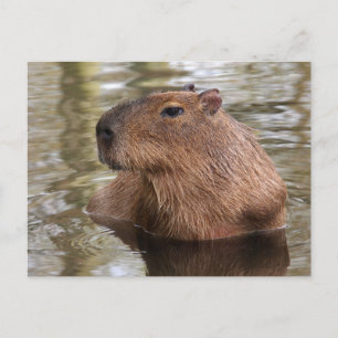 Capybara Swimming Postcard