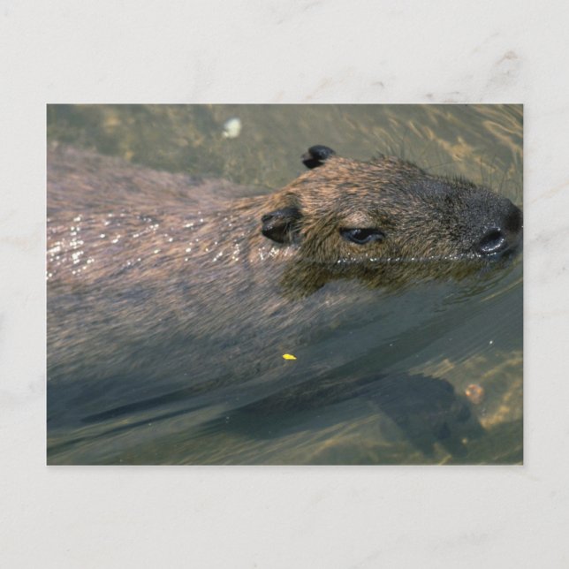 Capybara swimming postcard (Front)