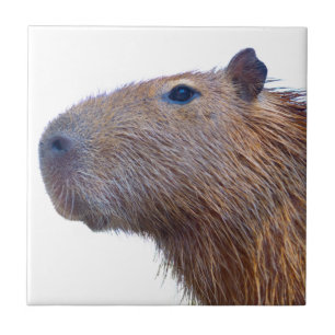 Capybara Tile
