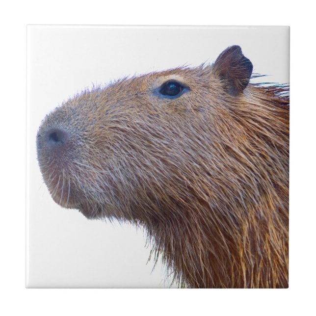 Capybara Tile (Front)