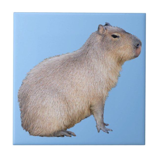 Capybara Tile (Front)