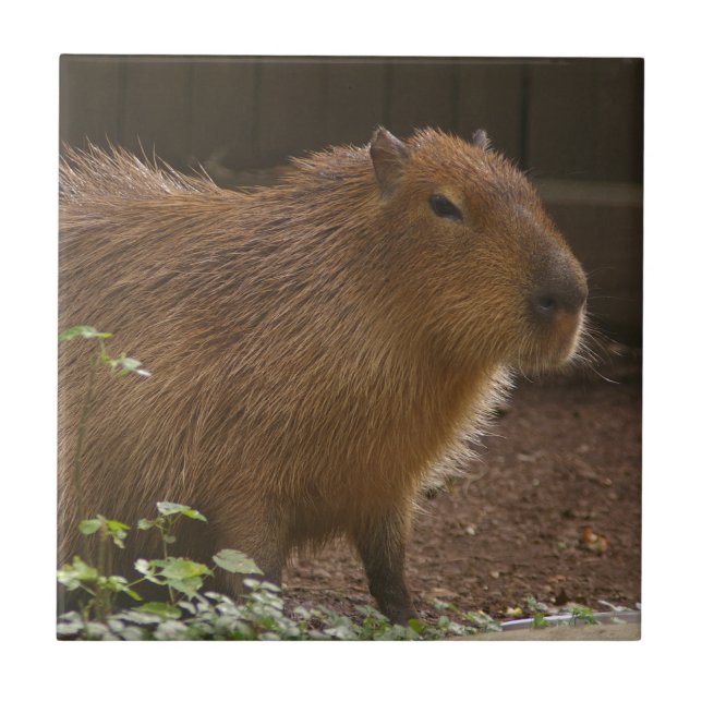 Capybara Tile (Front)