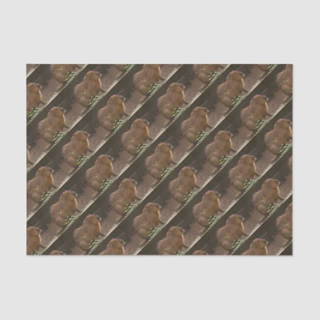 Capybara Tissue Paper (Front)
