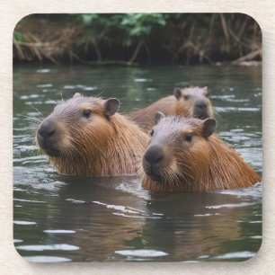 Capybaras' Swimming In The River,  Coaster