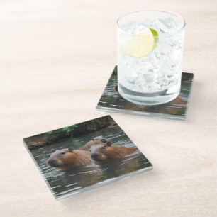Capybaras' Swimming In The River,  Glass Coaster
