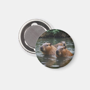 Capybaras' Swimming In The River, Magnet