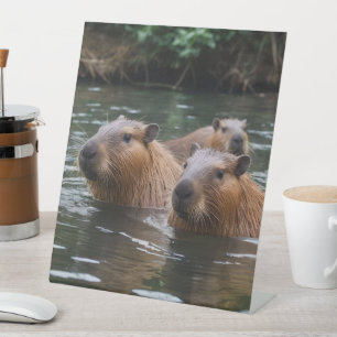 Capybaras' Swimming In The River,  Pedestal Sign