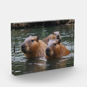 Capybaras' Swimming In The River,  Photo Block
