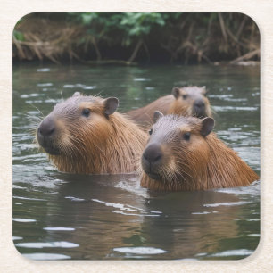 Capybaras' Swimming In The River,  Square Paper Coaster
