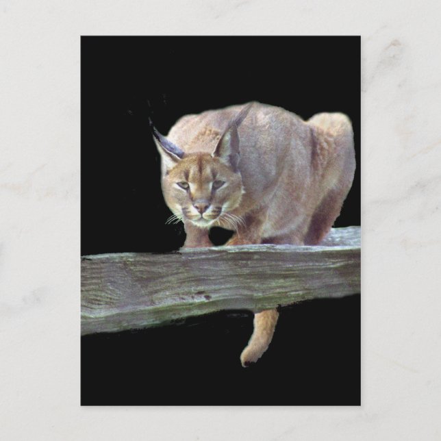 Caracal Cat Crouching Postcard (Front)
