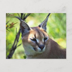 Caracal Head And Shoulders Postcard