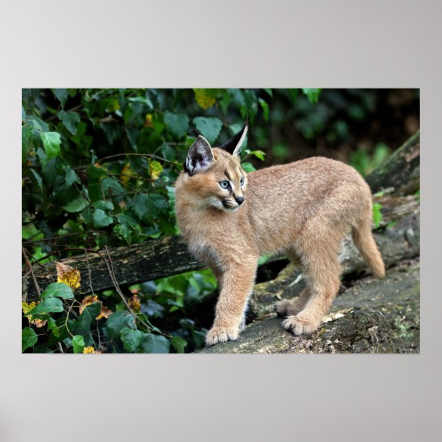 caracal kitten poster (Front)