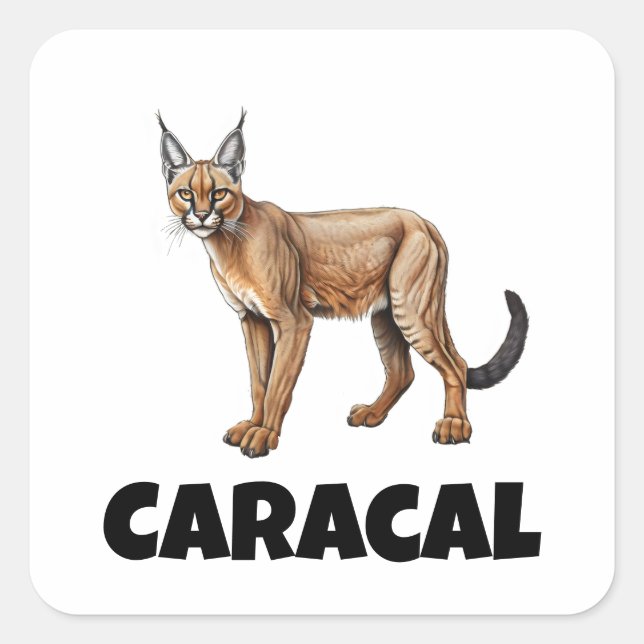 Caracal Square Sticker (Front)