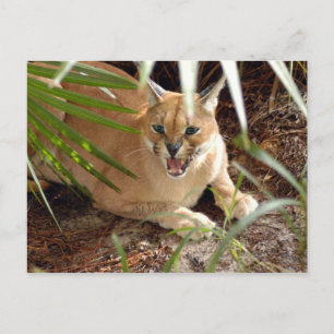 CaracalBCR047 Postcard