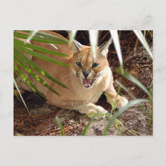 CaracalBCR047 Postcard (Front)