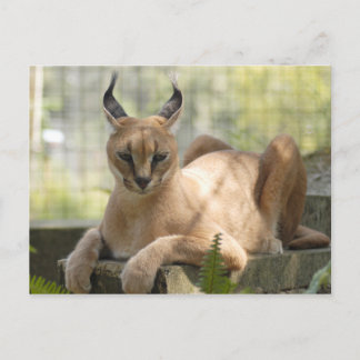 CaracalBCR058 Postcard