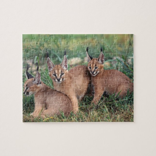 Caracals Game Puzzle (Horizontal)