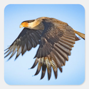 "Caracara Flight" Square Sticker
