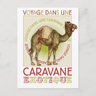 Caravan Camel Postcard