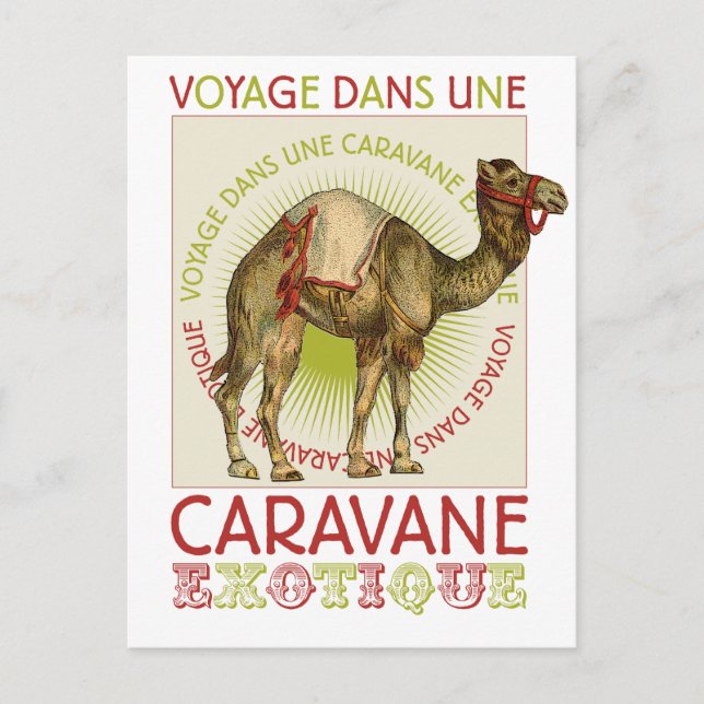 Caravan Camel Postcard (Front)