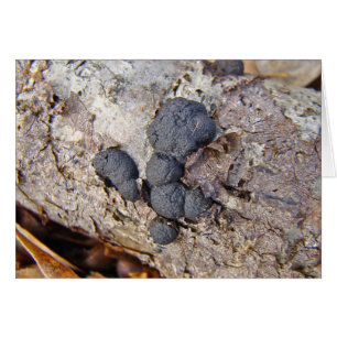 Carbon Balls (Daldinia concentrica) Mushrooms