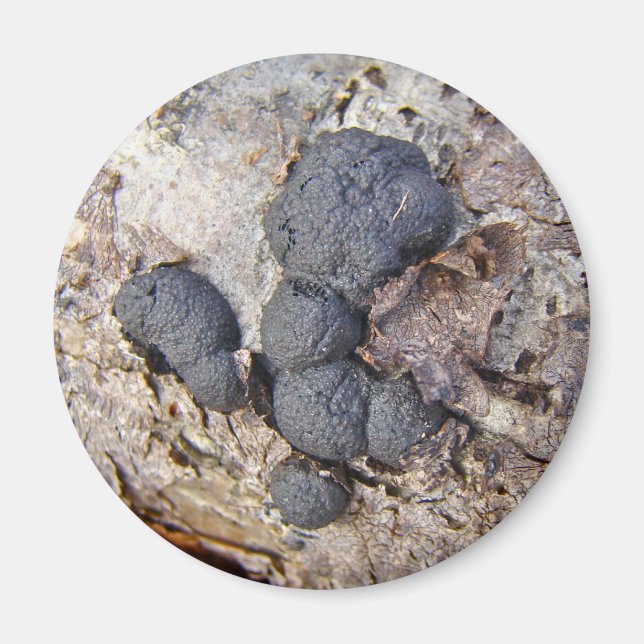 Carbon Balls (Daldinia concentrica) Mushrooms Magnet (Front)
