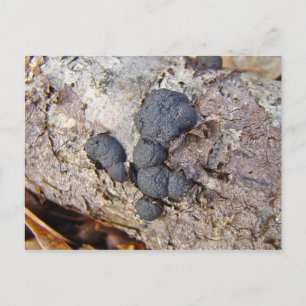 Carbon Balls (Daldinia concentrica) Mushrooms Postcard