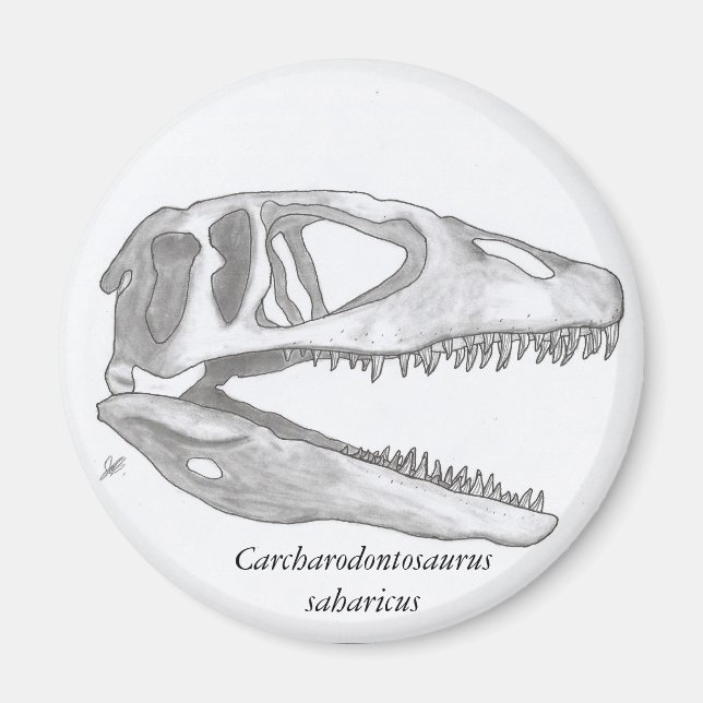Carcharodontosaurus saharicus skull magnet (Front)