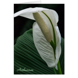 Card: Anthurium Flower