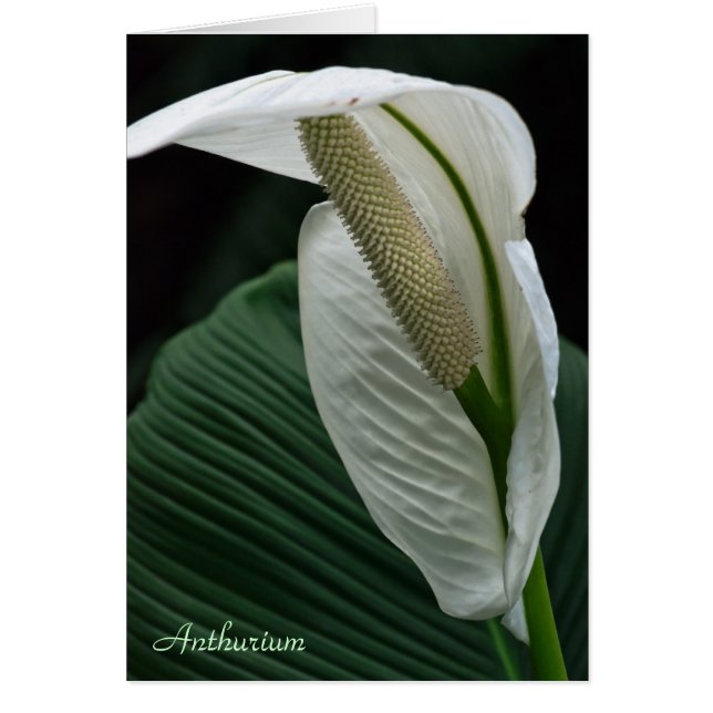Card: Anthurium Flower (Front)