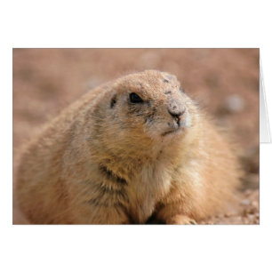 Card: Black-tailed Prairie Dog