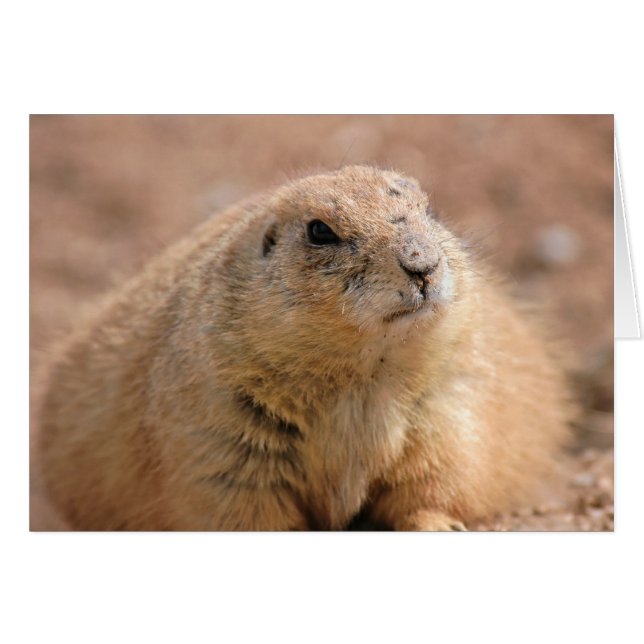 Card: Black-tailed Prairie Dog (Front Horizontal)