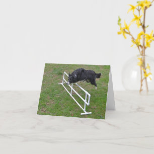 card - Border Collie Jumping