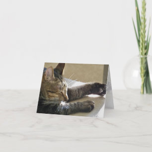 Card (CN)- Cat Nap or Two