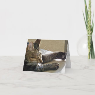 Card (CN)- Cat Nap or Two