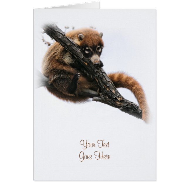 Card: Coatimundi #5 (Portrait) (Front)