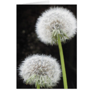 Card - Dandelions