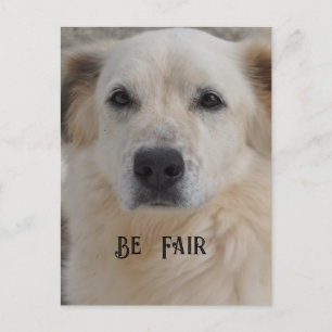 Card, Golden Retriver Postcard