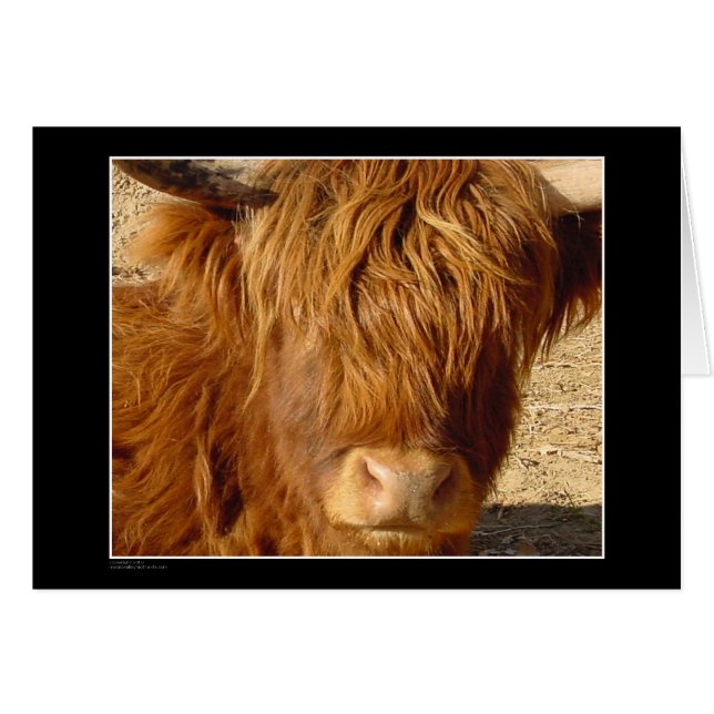 Card - Highland Cattle (Front Horizontal)