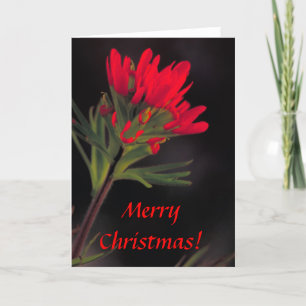 Card / Indian Paintbrush / Christmas