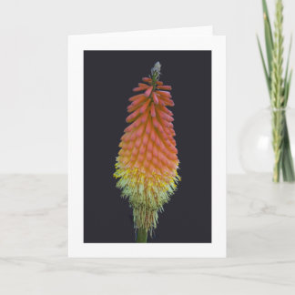 Card, "Kniphofia" # 219 Card